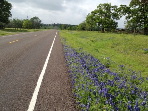 Bluebonnets on Hwy 2562